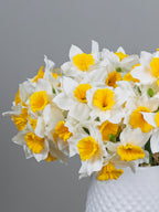 ✨Openingsspecial✨ Zijden narcissen bundel - Pluk! Zijden Bloemen